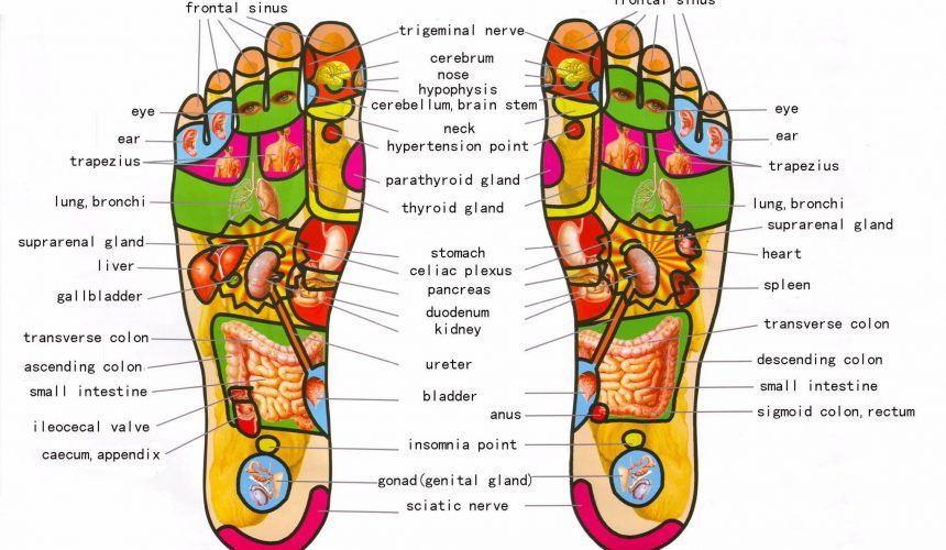 a diagram of a person 's feet showing the various areas of the body .