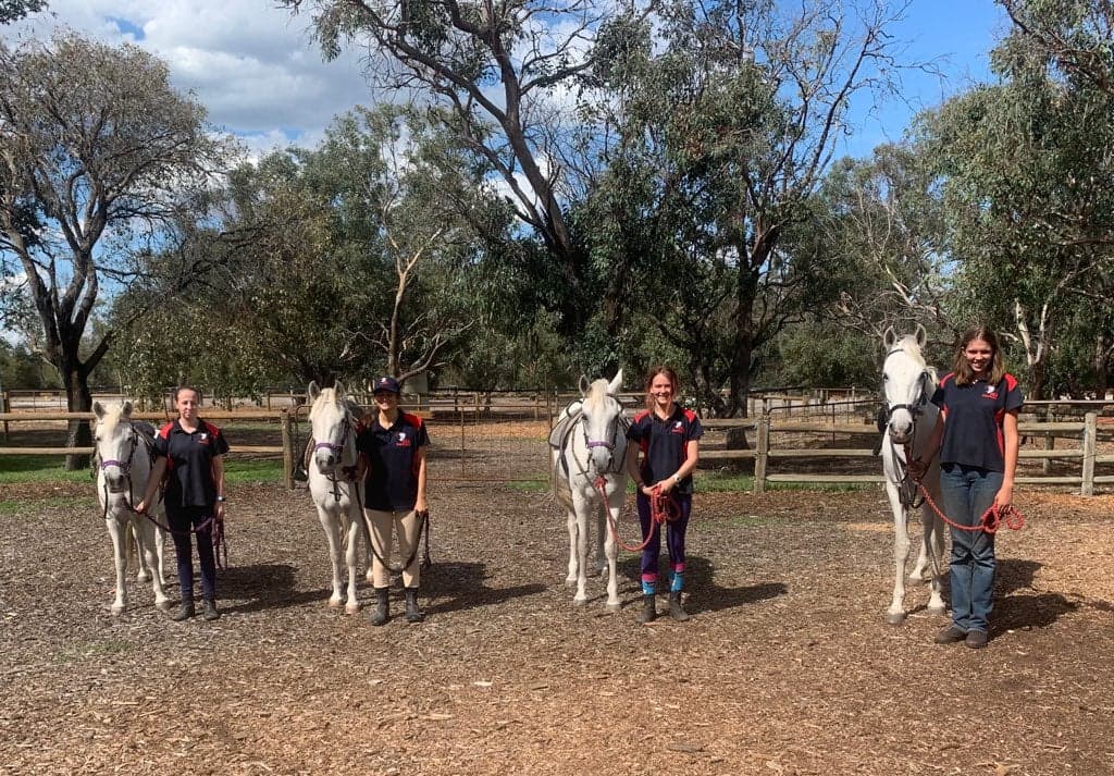 Grey Ponies and Volunteers