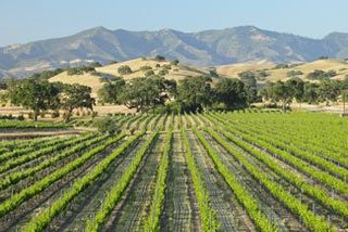 Vineyard in California