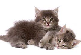 cats care services cats care services