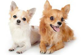 dogs care services