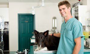 general pet treatment general pet treatment