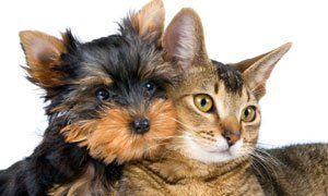 qualified veterinary clinic qualified veterinary clinic