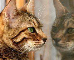 Cat - Veterinary Care Cat - Veterinary Care