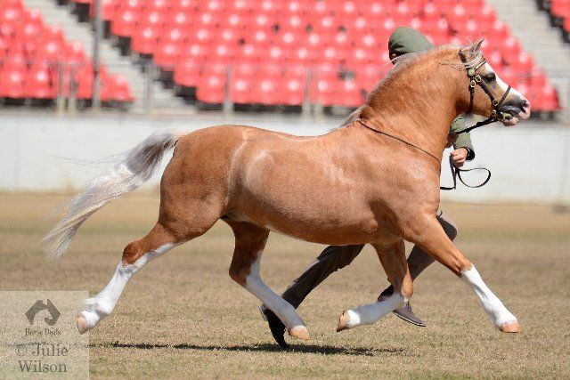IMPERIAL LOOKOUTIMPERIAL NELL