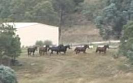 Horses in the paddock