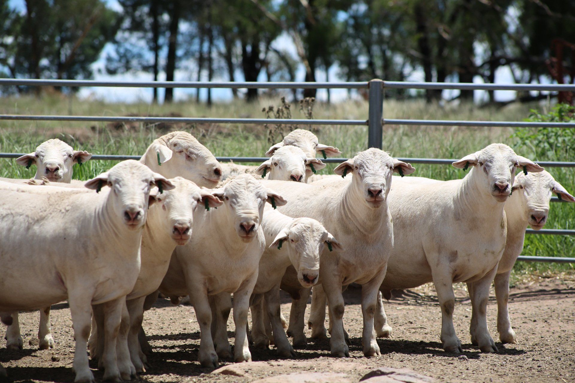 Australian Lamb Ad