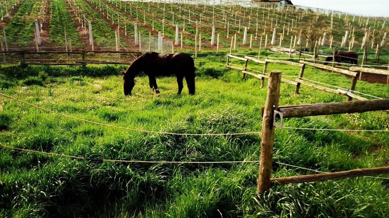 Cavallo che pascola
