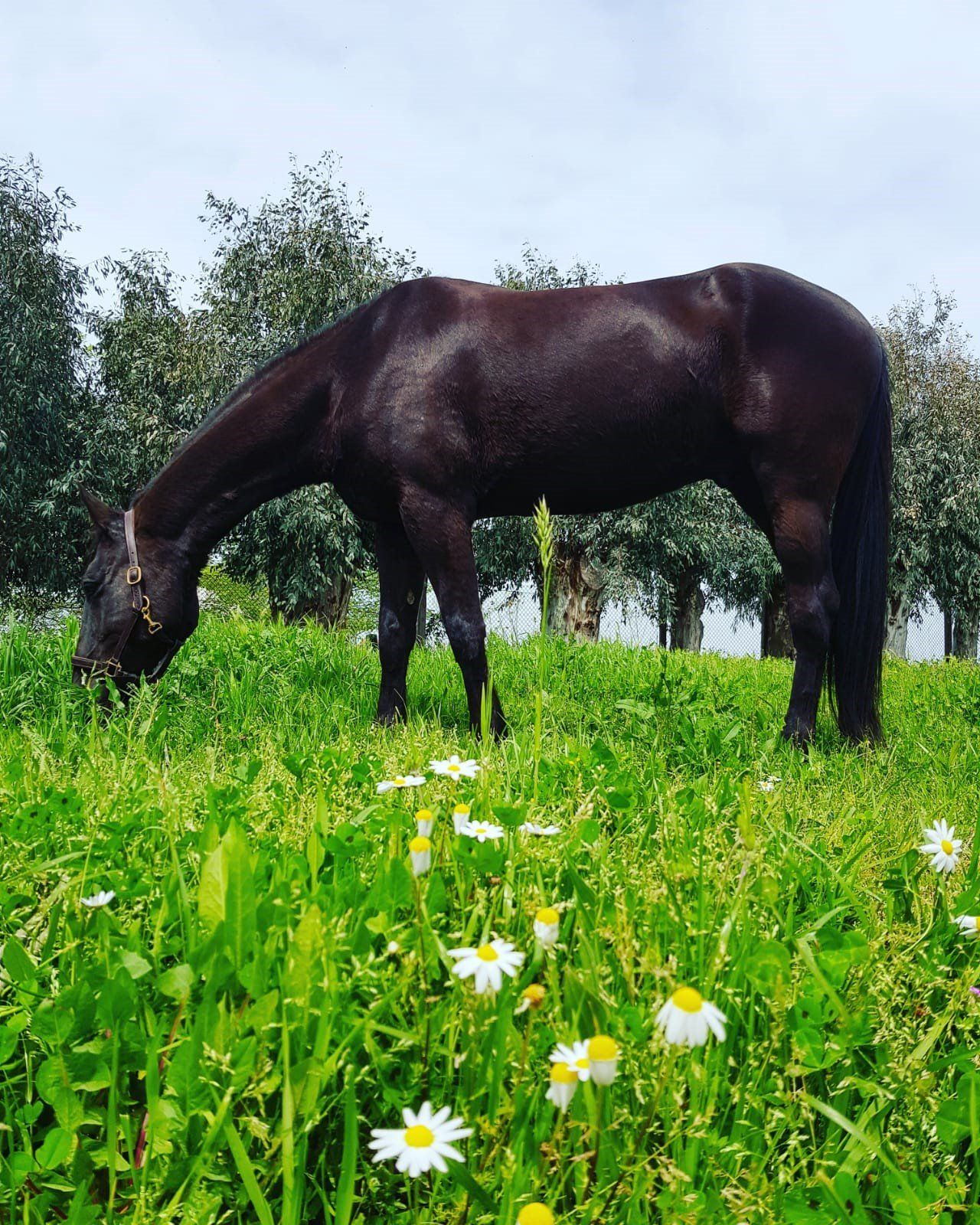 Cavallo nero