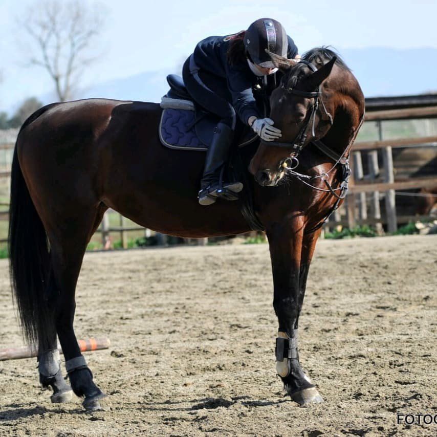 Cavallo accarezzato