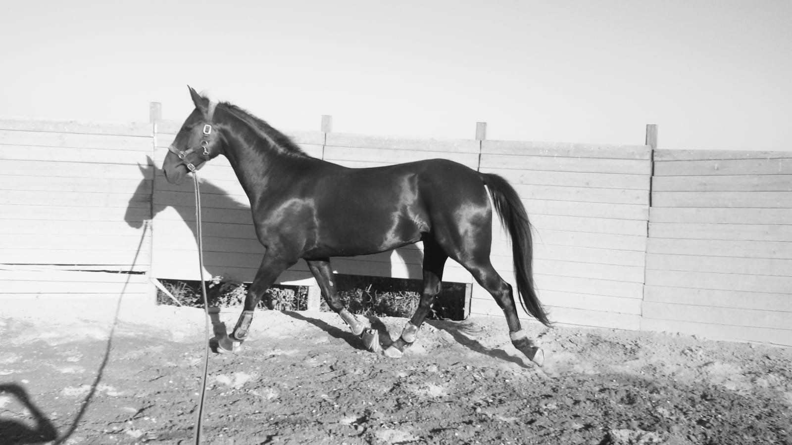 Foto vintage di cavallo