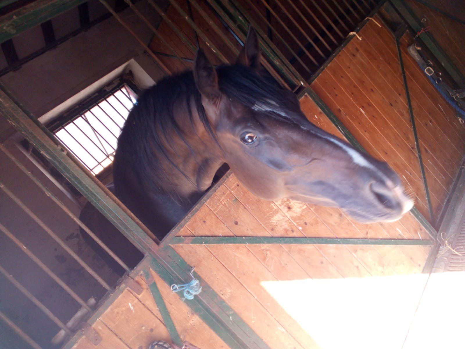 Cavallo nel box