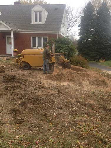 Front Yard Landscape - Tree Service in Irwin, PA