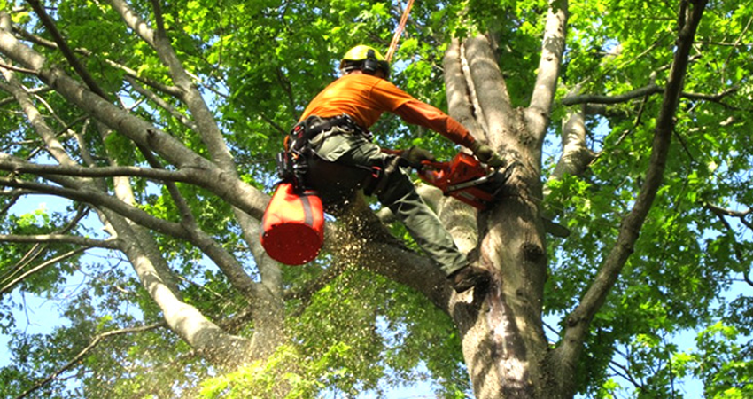 A man is cutting a tree with a chainsaw.