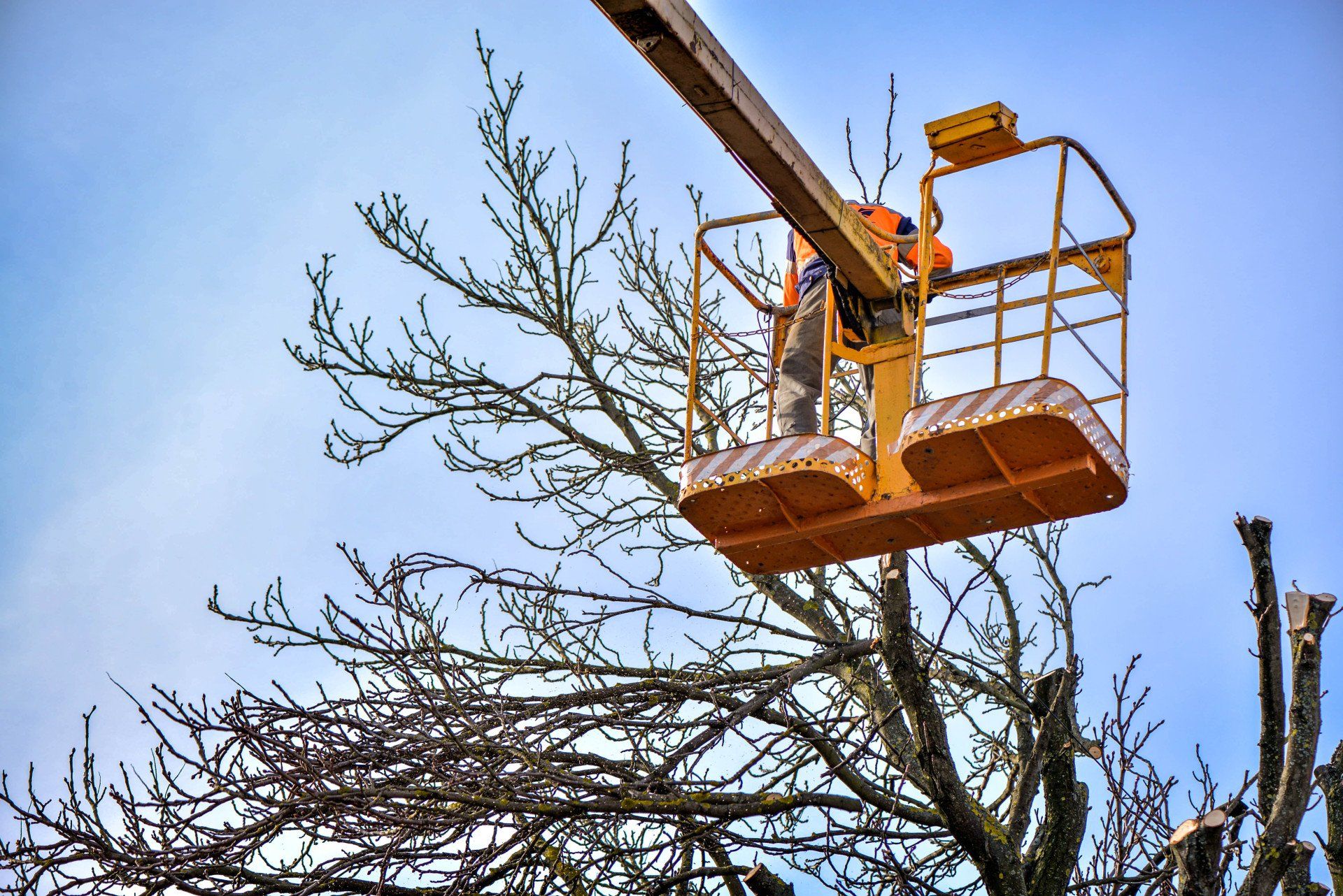 A man is cutting a tree from a crane.