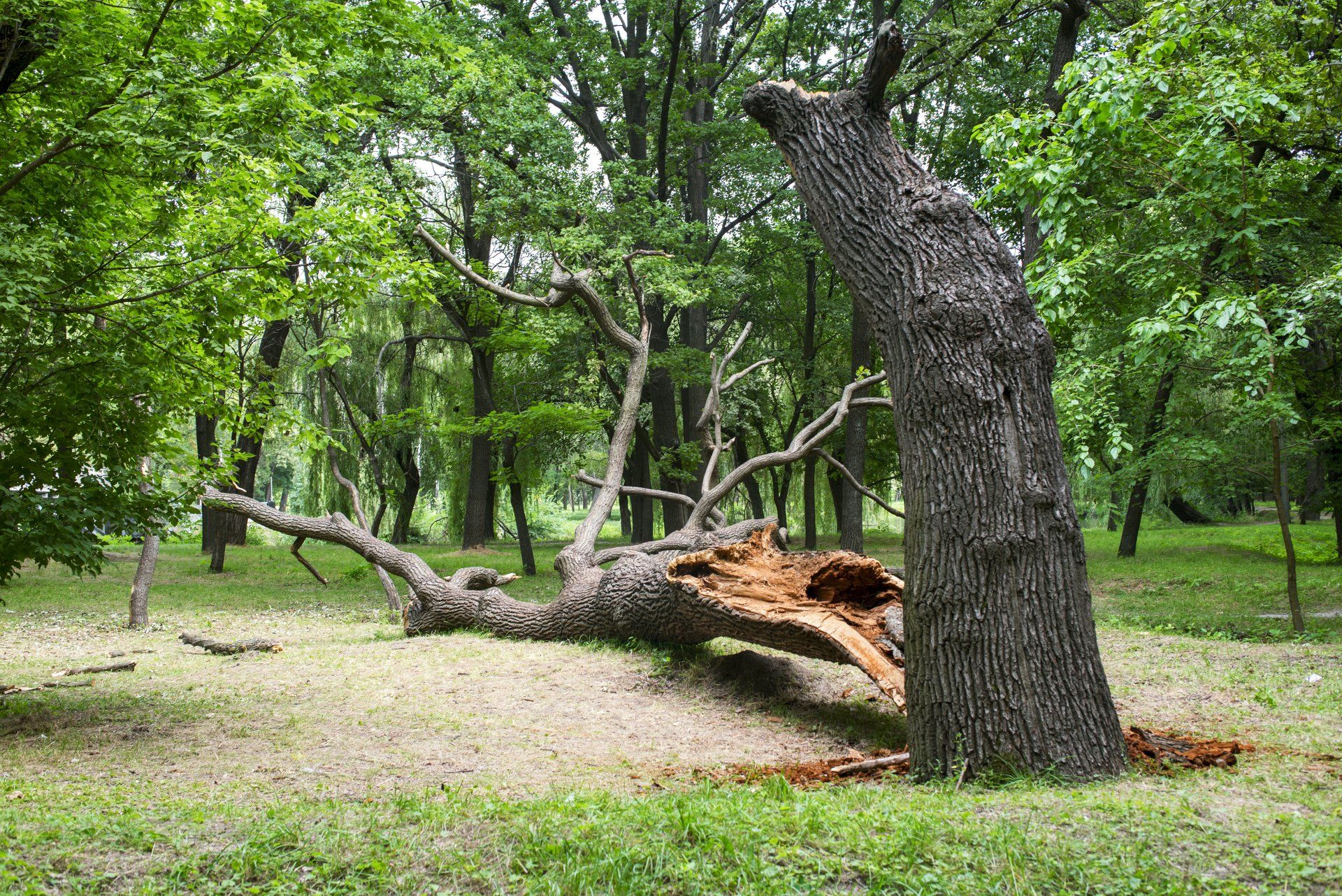 A fallen tree is laying on the ground in a park.