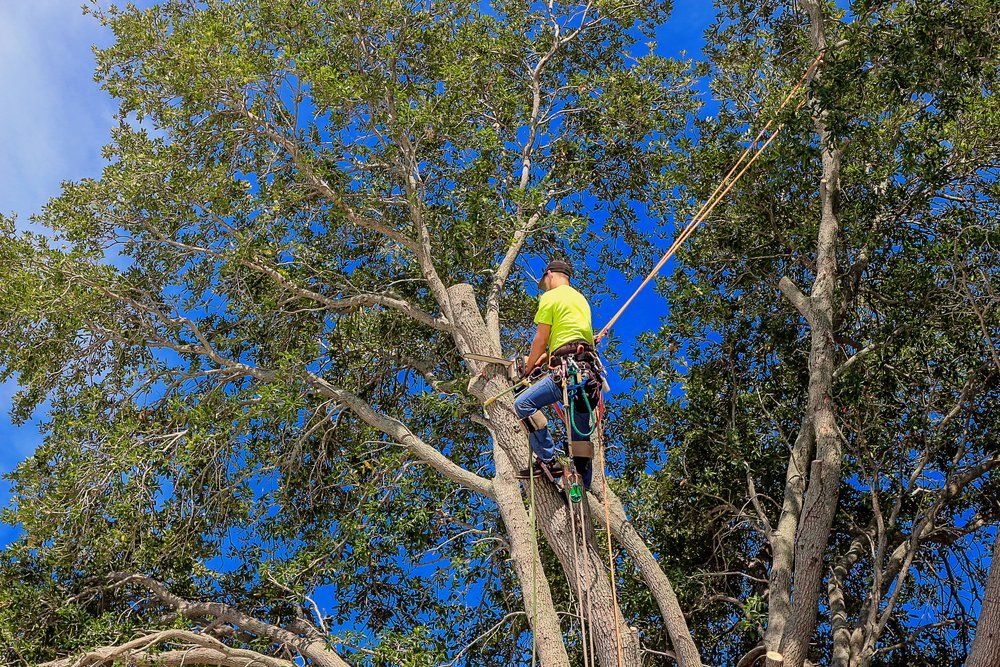 A man is climbing up the side of a tree.