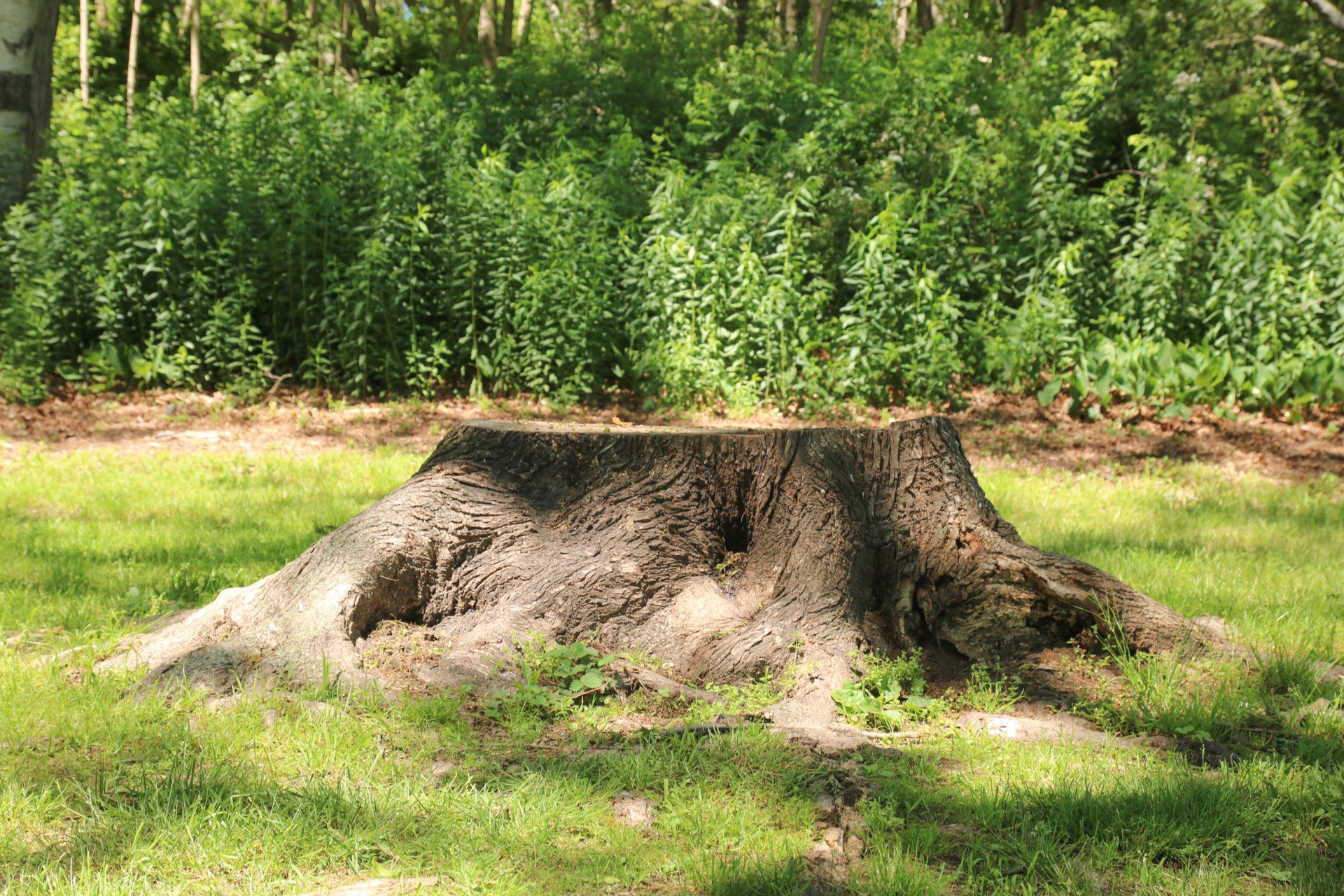 A large tree stump is sitting in the middle of a grassy field.