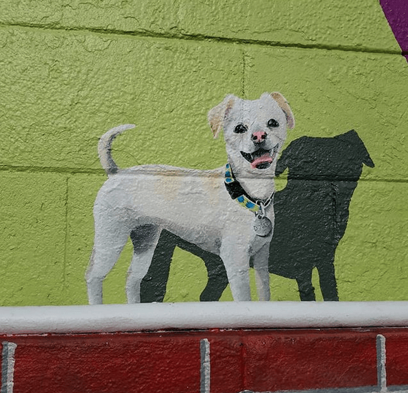 A white dog is standing in front of a green wall.