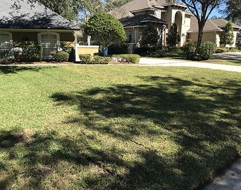 Lawn with shade and houses in the background on a sunny day.