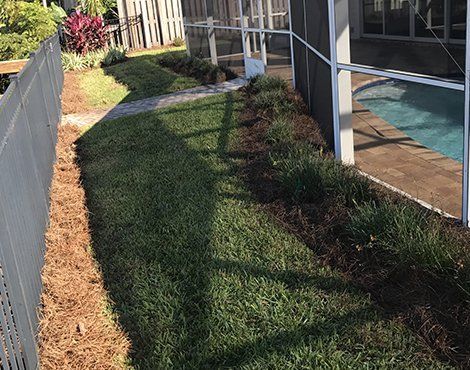 Green lawn next to pool and fence, with mulch border.