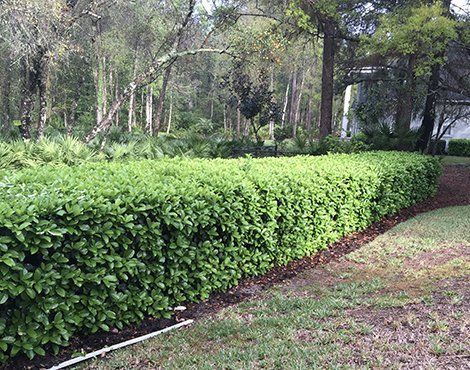 A neatly trimmed green hedge borders a yard, with trees in the background.