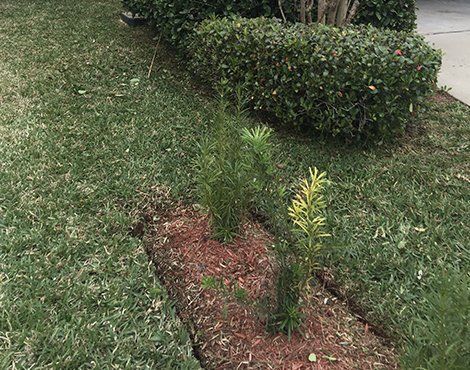 A small, narrow garden bed with mulch and two young plants, edged with grass and shrubbery.