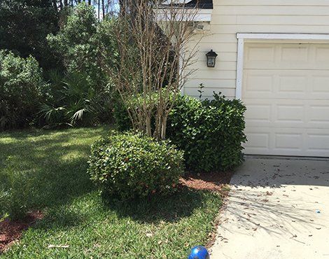 Lawn and shrubs in front of a tan garage. A bare-trunked tree stands between bushes.