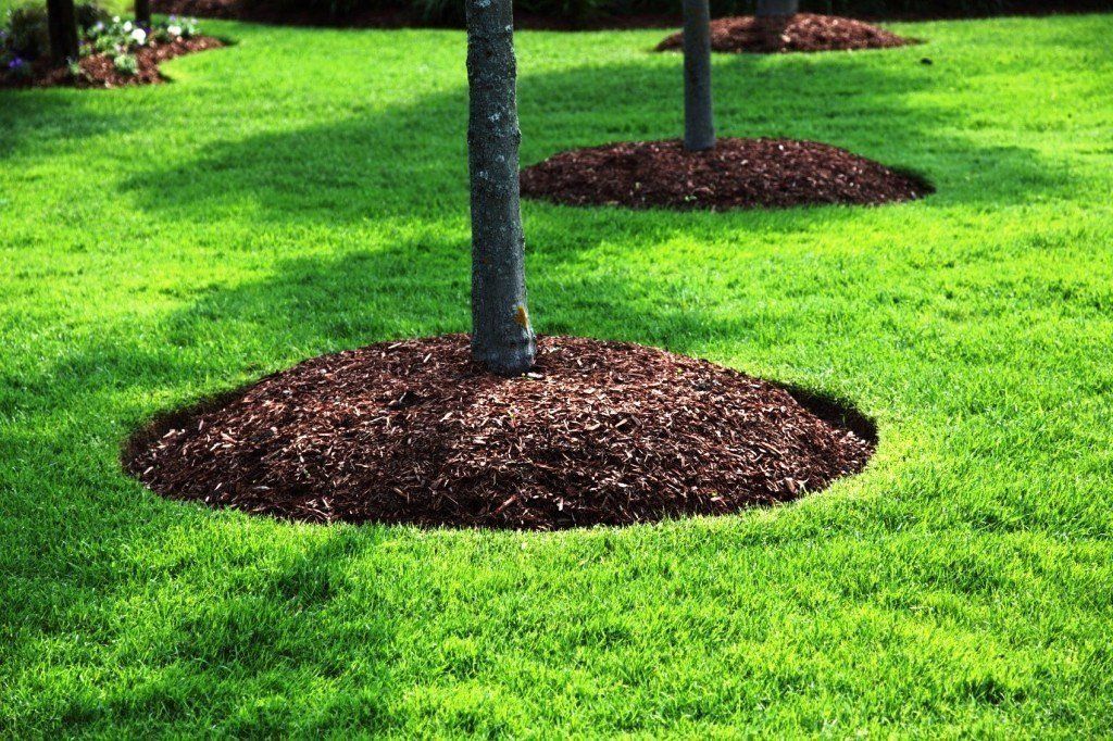 Lush green lawn with trees encircled by brown mulch.