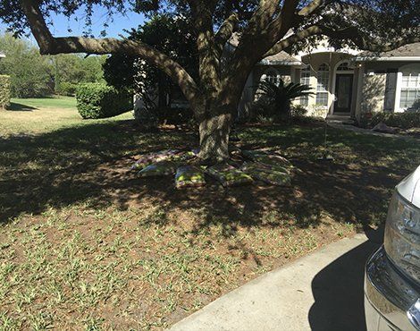 A house with a large tree in front of it. Grass and shadow cover the yard. A car's bumper is in the right corner.
