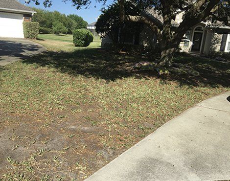 A grassy lawn in front of a house, shadowed by a large tree. A sidewalk runs along the edge.