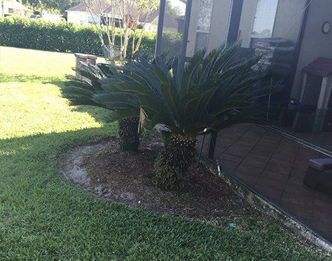 A cycad palm in a mulch bed, next to a patio and green lawn.