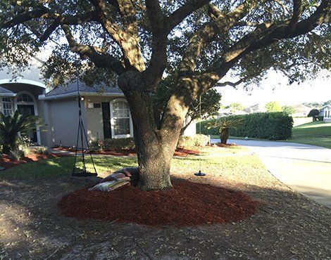 Large tree with swing set near a house, surrounded by red mulch.