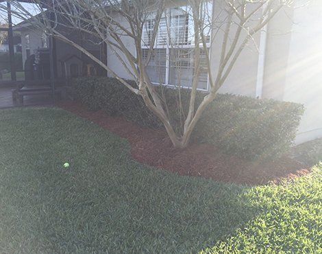 Lush green lawn with a brown mulch bed around a tree next to a house with shrubs.