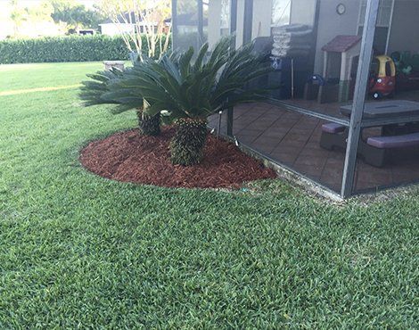 Lush green lawn with a small palm tree in a mulched bed next to a tiled patio.
