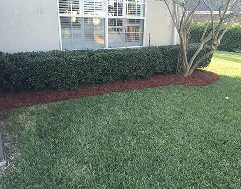 Green lawn with trimmed bushes and red mulch along a building's foundation, near a window.