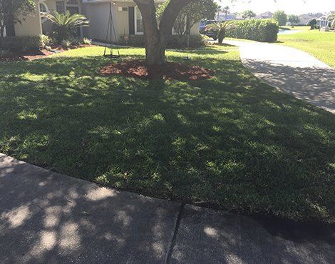 Lawn and tree in front of a house, casting shadows. Dark green grass and a concrete driveway.
