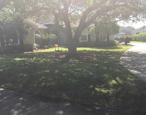 A sunny front yard with a house, a large tree, and a driveway.