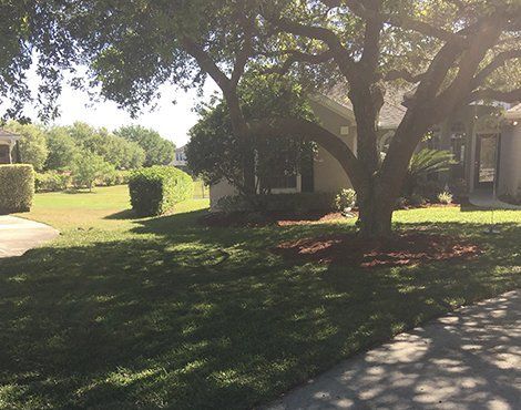 Lawn and tree in front of a house. Shaded grass, hedges, and trees are in the background. Sunny day.