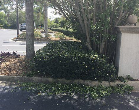 Hedge trimmed near a parking lot and a building with a stone pillar. Green leaves on the ground.