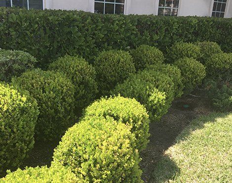 Row of trimmed green bushes and hedge in front of a white building with windows; sunny outdoors.