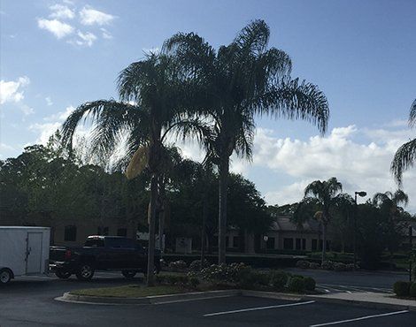 Palm trees in a parking lot with a building in the background on a sunny day.