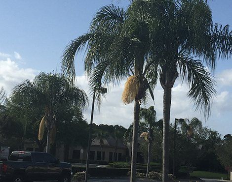 Palm trees with hanging seed pods in front of a building under a partly cloudy sky.