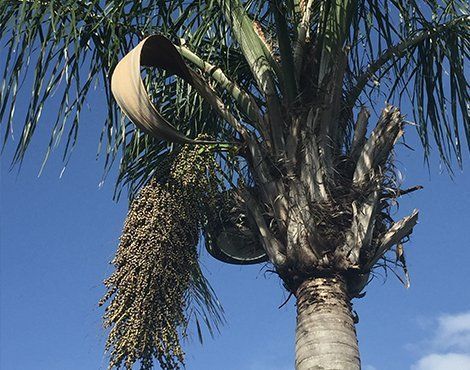 Palm tree trunk with hanging seed clusters and a curled frond against a blue sky.