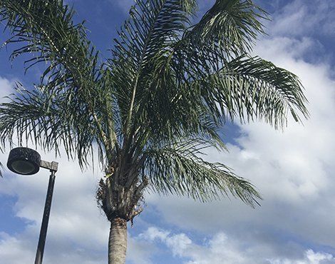 Palm tree with green fronds against a cloudy blue sky, next to a black street light.