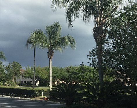 Palm trees silhouetted against a dark, stormy sky over a manicured landscape.