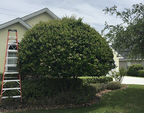 A large, round, green shrub in front of a light yellow house; a ladder leans against it.