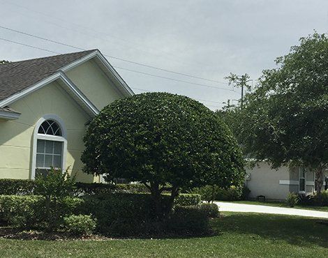 Yellow house with a rounded green tree in front. Bright, overcast day.