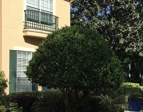 Green leafy shrub in front of a beige building with shutters and a wrought-iron balcony.