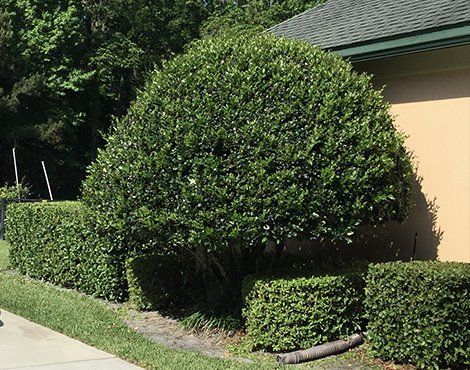Green, neatly trimmed shrubs along a building's beige wall and roof. Sunny, outdoor setting.